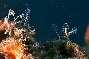 Nemalecium lighti hydr-Maldives Machchafushi Wrk-26m-20240426-da-DSC_7056_tn